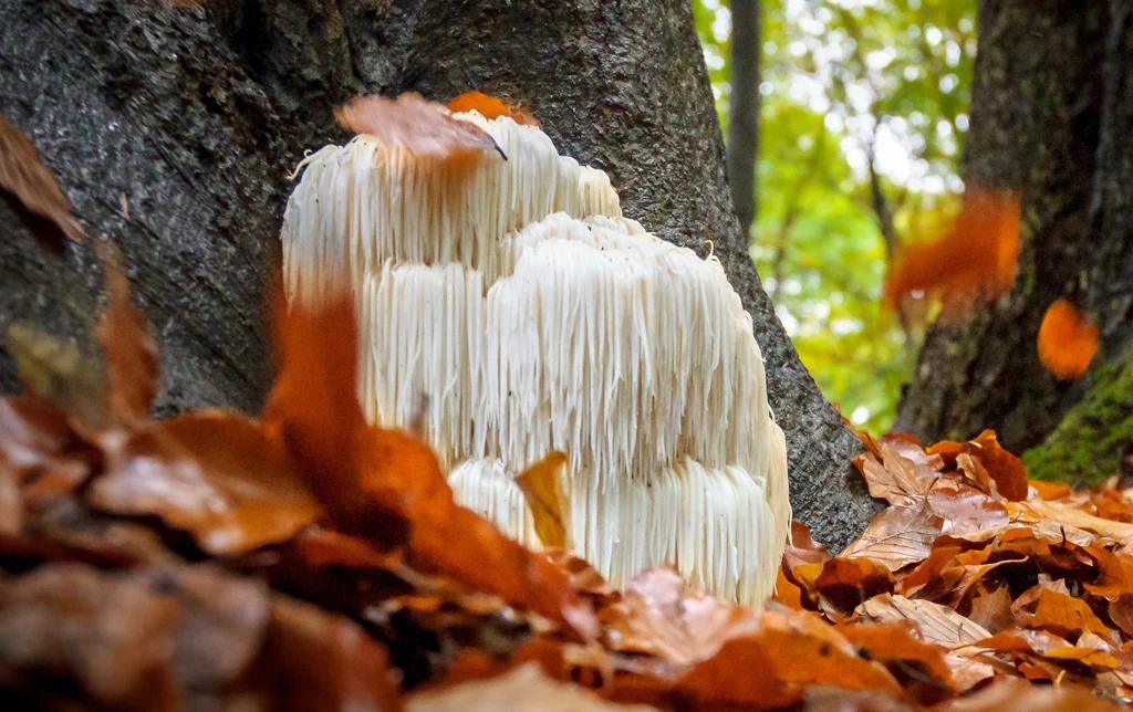 Lion's Mane Mushroom growing on a tree in a forest during fall