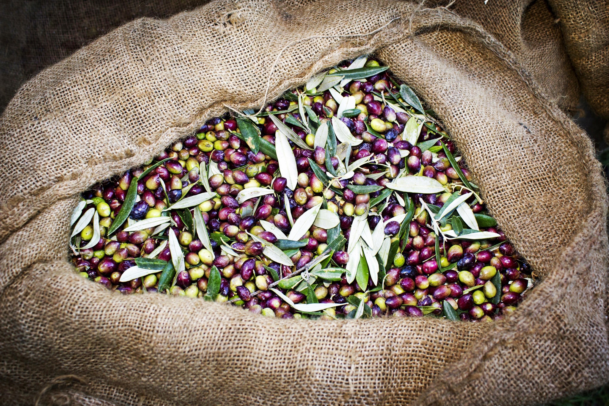 Brown cloth sack containing freshly picked koroneiki olives that are green and purple in color