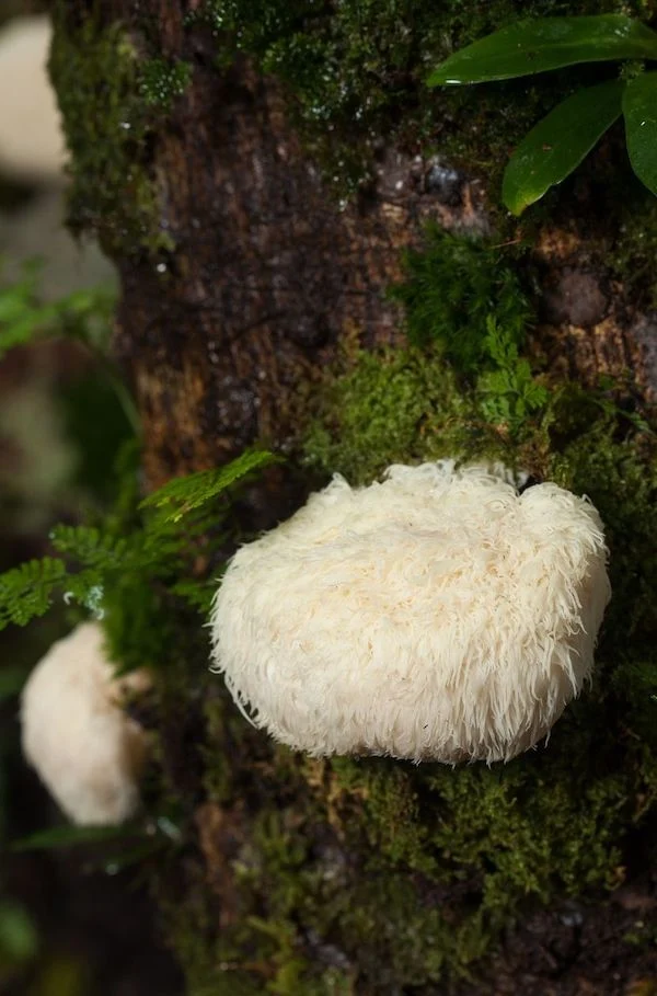 Health Benefits of Lion's Mane Mushroom